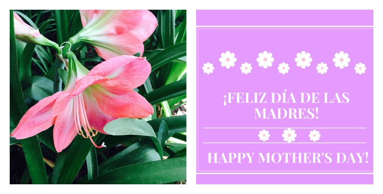 Feliz dia de las madres and Happy Mother's Day